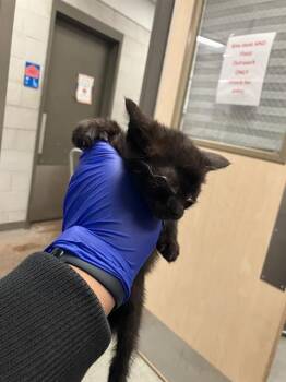 Domestic Short Hair Cats Available for Adoption in Dallas, Texas - RIRI | PetCurious