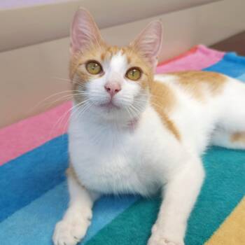 Smores -  Domestic Short Hair Cat for Adoption in Marshfield, Wisconsin - Smores | PetCurious