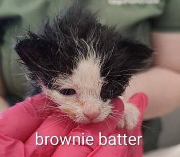 Brownie Batter (green collar) -  Domestic Short Hair Cat for Adoption in Lafayette, Indiana - Brownie Batter (green Collar) | PetCurious