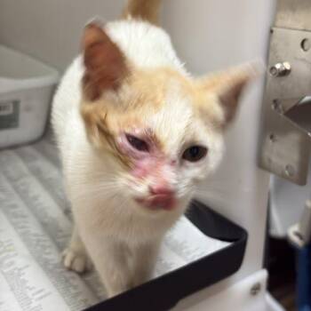 Uni Eye -  Domestic Short Hair Cat for Adoption in Gadsden, Alabama - Uni Eye | PetCurious