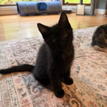 Adeline -  Domestic Short Hair Cat Available for Adoption in Candler, North Carolina - Adeline | PetCurious