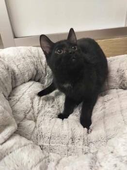 Rescue Domestic Short Hair Cats for Adoption in Parlier, California - Satin | PetCurious