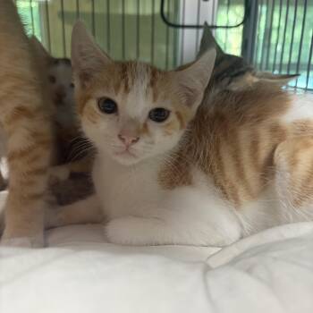 Pom Pom -  Domestic Short Hair Cat for Adoption in Charleston, South Carolina - Pom Pom | PetCurious