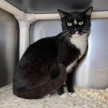Domestic Short Hair Cats Available for Adoption in Roanoke, Virginia - Socks | PetCurious
