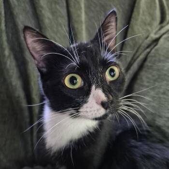 Tuxedo Cats Available for Adoption in Charlotte, North Carolina - Hana | PetCurious