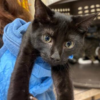 Iris -  Domestic Short Hair Cat for Adoption in Birmingham, Alabama - Iris | PetCurious