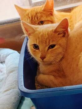 Domestic Short Hair Cats Available for Adoption - Jam 9 | PetCurious