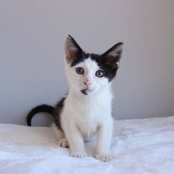 Viola -  Domestic Short Hair Cat for Adoption in Wayne, New Jersey - Viola | PetCurious