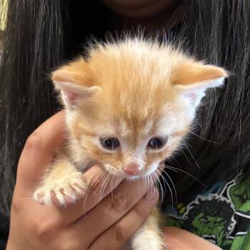 Tommy -  Domestic Short Hair Cat for Adoption in Bentonville, Arkansas - Tommy | PetCurious