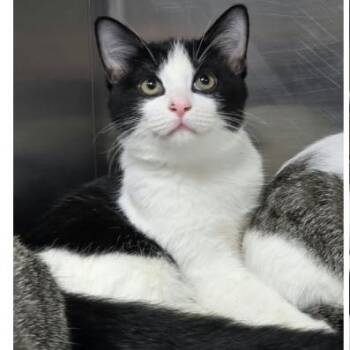 Duke Carlsbad -  Domestic Short Hair Cat for Adoption in Denver, Colorado - Duke Carlsbad | PetCurious