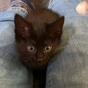Domestic Short Hair Cats Available for Adoption in Dekalb, Illinois - Brandi | PetCurious