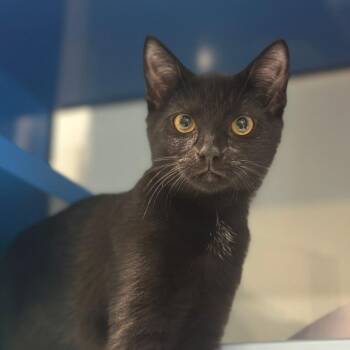 NCI5596 Nevan -  Domestic Short Hair Cat for Adoption in Port Washington, New York - NCI5596 Nevan | PetCurious