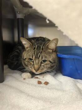 Oliver -  Domestic Short Hair Cat for Adoption in Montreal, Quebec - Oliver | PetCurious