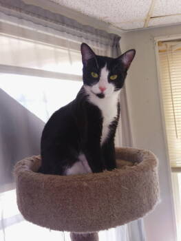 Rescue Domestic Short Hair Cats for Adoption in Trenton, New Jersey - Marie | PetCurious