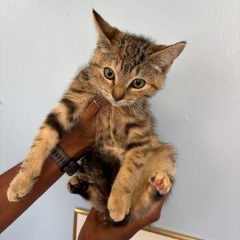 Echo -  Domestic Medium Hair Cat for Adoption in Wahiawa, Hawaii - Echo | PetCurious