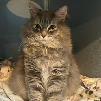 Rescue Domestic Long Hair Cats for Adoption in Renfrew, Pennsylvania - Silly Cat | PetCurious