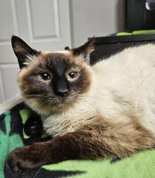 Domestic Short Hair and Siamese Cats Available for Adoption in Chandler, Arizona - Penelope Whistledown | PetCurious