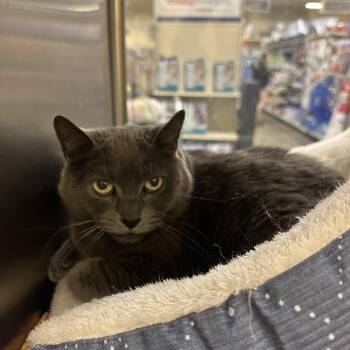 Domestic Short Hair Cats Available for Adoption in Missoula, Montana - Stormy | PetCurious