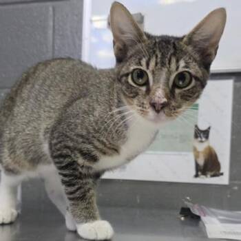 Peter -  Domestic Short Hair Cat for Adoption in Fort Worth, Texas - Peter | PetCurious