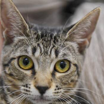 Ginny (blue duck collar) -  Domestic Short Hair Cat for Adoption in Redwood City, California - Ginny (blue Duck Collar) | PetCurious
