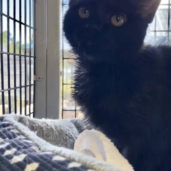 Domestic Short Hair Cats Available for Adoption - Pip | PetCurious