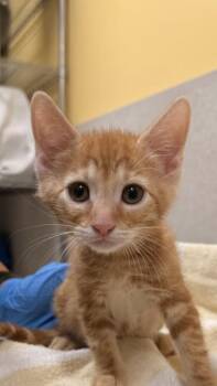 Domestic Short Hair Cats Available for Adoption in Honolulu, Hawaii - Lokelani | PetCurious