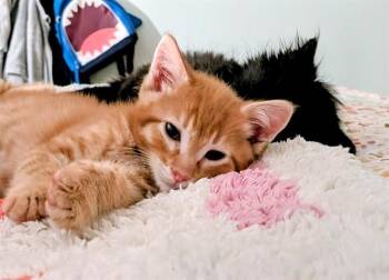 PUMPKIN PIE -  Domestic Short Hair Cat for Adoption in Omaha, Nebraska - PUMPKIN PIE | PetCurious
