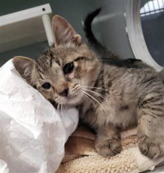 GEORGE -  Domestic Short Hair Cat for Adoption in Omaha, Nebraska - GEORGE | PetCurious