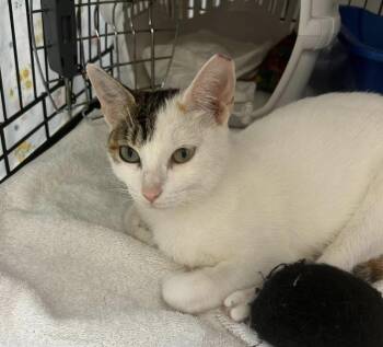 Domestic Short Hair and Calico Cats Available for Adoption - Cabbage Patch | PetCurious