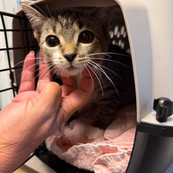 kitten #1 -  Domestic Short Hair Cat for Adoption in Scituate, Massachusetts - Kitten #1 | PetCurious