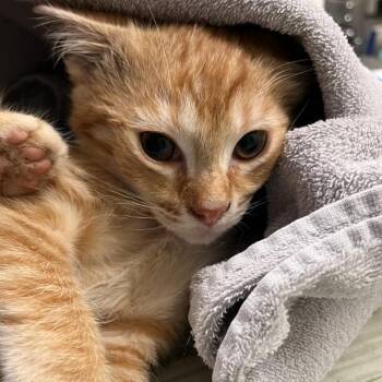 Alyssa -  Domestic Short Hair Cat Available for Adoption in Charlottesville, Virginia - Alyssa | PetCurious