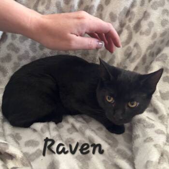 Rescue Domestic Short Hair Cats for Adoption in Layton, Utah - Raven | PetCurious