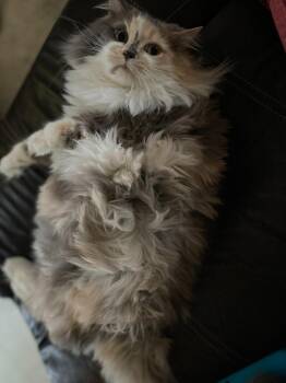 Phoebe -  Domestic Long Hair Cat for Adoption in Kenai, Alaska - Phoebe | PetCurious