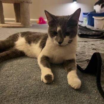 Domestic Short Hair Cats Available for Adoption in Granville, Ohio - Willow | PetCurious