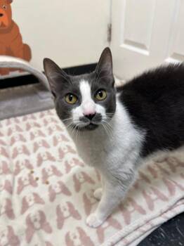 Rescue Domestic Short Hair Cats for Adoption - Lady | PetCurious
