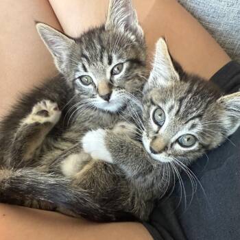 Checkers -  Domestic Short Hair Cat for Adoption in Las Vegas, Nevada - Checkers | PetCurious