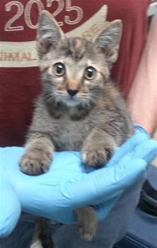 A478178 -  Domestic Short Hair Cat for Adoption in Oklahoma City, Oklahoma - A478178 | PetCurious