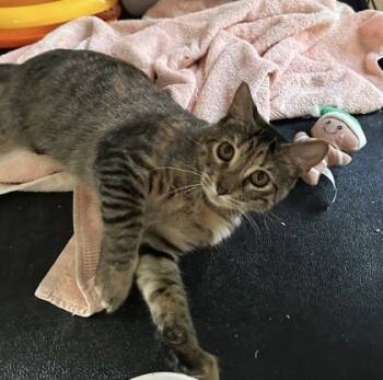 Rescue Domestic Short Hair Cats for Adoption in River Ridge, Louisiana - Mariah | PetCurious