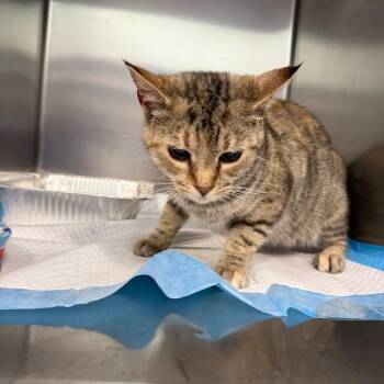 Fruit Loops -  Domestic Short Hair Cat for Adoption in Greensboro, North Carolina - Fruit Loops | PetCurious