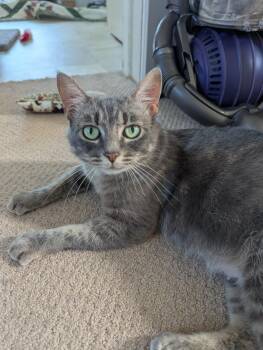 Tessa -  Domestic Short Hair Cat for Adoption in Courtenay, British Columbia - Tessa | PetCurious