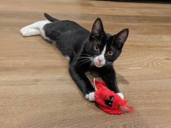 Rescue Domestic Short Hair Cats for Adoption in Hampstead, North Carolina - Berry | PetCurious