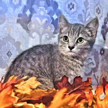 Penny -  Tabby Cat for Adoption in Rutherfordton, North Carolina - Penny | PetCurious