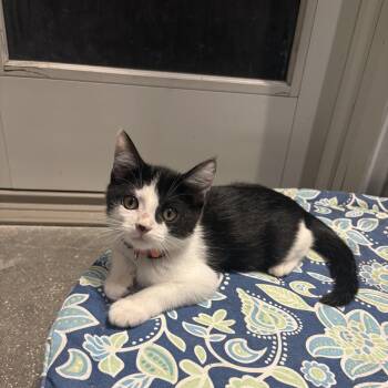 Gavriel -  Domestic Short Hair Cat for Adoption in Treasure Island, Florida - Gavriel | PetCurious