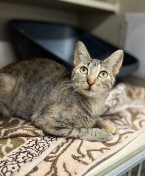 Maggie -  Domestic Short Hair Cat for Adoption in Humboldt, Iowa - Maggie | PetCurious