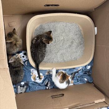 Worth -  Domestic Short Hair Cat for Adoption in Madisonville, Tennessee - Worth | PetCurious