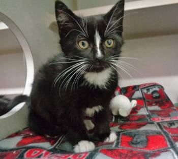 Rescue Extra Toes Cat Hemingway Polydactyl Cats for Adoption in Delhi, New York - CORNUCOPIA | PetCurious