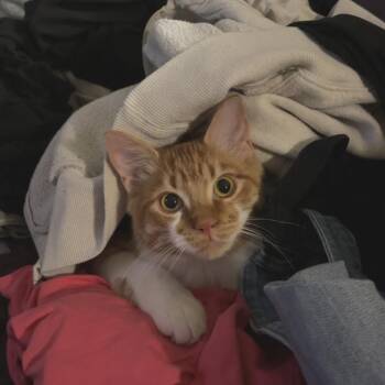 Domestic Medium Hair Cats Available for Adoption in Fort Worth, Texas - Bean Burrito | PetCurious