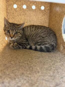 PADDINGTON -  Domestic Short Hair Cat for Adoption in Riverside, California - PADDINGTON | PetCurious