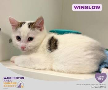 Winslow -  Domestic Short Hair Cat for Adoption in Eighty Four, Pennsylvania - Winslow | PetCurious