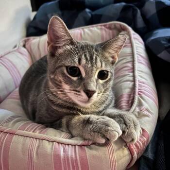 Bubbles 3 -  Domestic Short Hair Cat for Adoption in Roswell, Georgia - Bubbles 3 | PetCurious